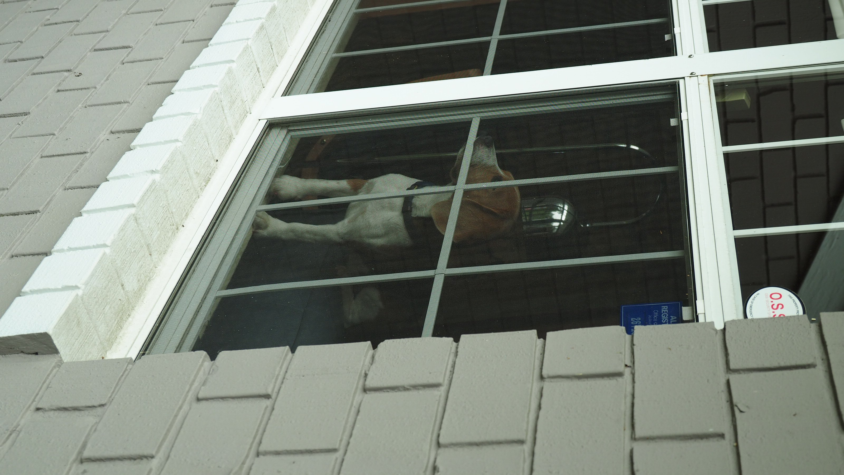beagle in the window cover